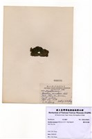 藏品(蒙氏布氏藻)的圖片